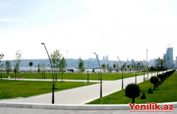 “Ağ Şəhər”də ağaclar gecə ilə MƏHV EDİLDİ-FOTO