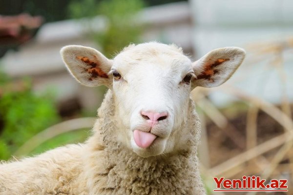 Qurbanlıq heyvanların satışı və kəsimi bu ünvanlarda təşkil ediləcək - SİYAHI