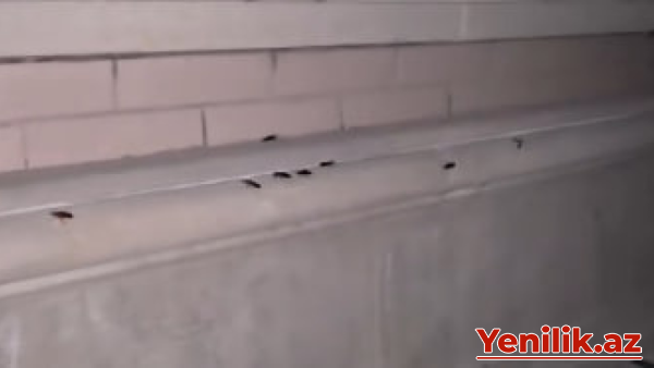 Tarakanlar, naztəmizlik, dözülməz şərait - Sumqayıtdan ŞİKAYƏT