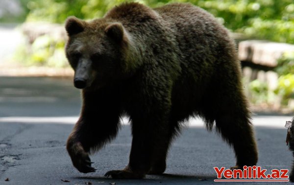 Evlərdən şirniyyat oğurlayan ayının axtarışlarına başlanıldı
