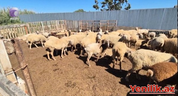 85 baş qoyunla yoxa çıxan Ramizin atasından AÇIQLAMA - VİDEO